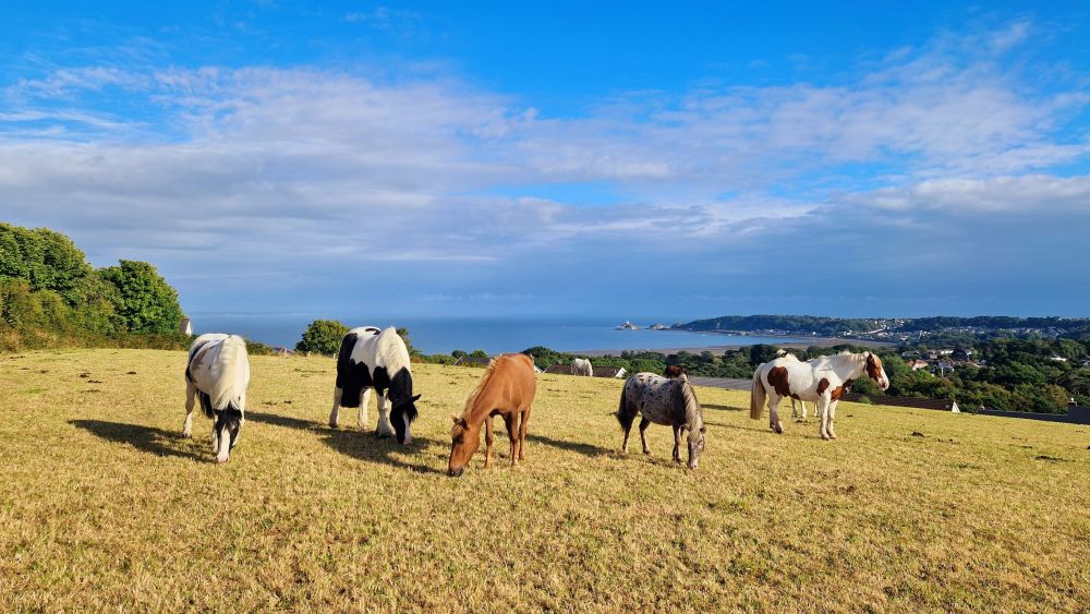 Clyne Farm Centre - 4 to 35 guests - Swansea, Gower, Wales